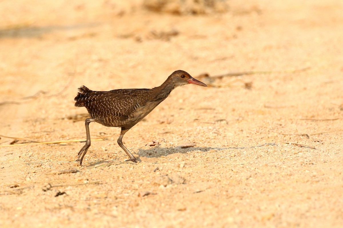 Slaty-breasted Rail - ML198242891