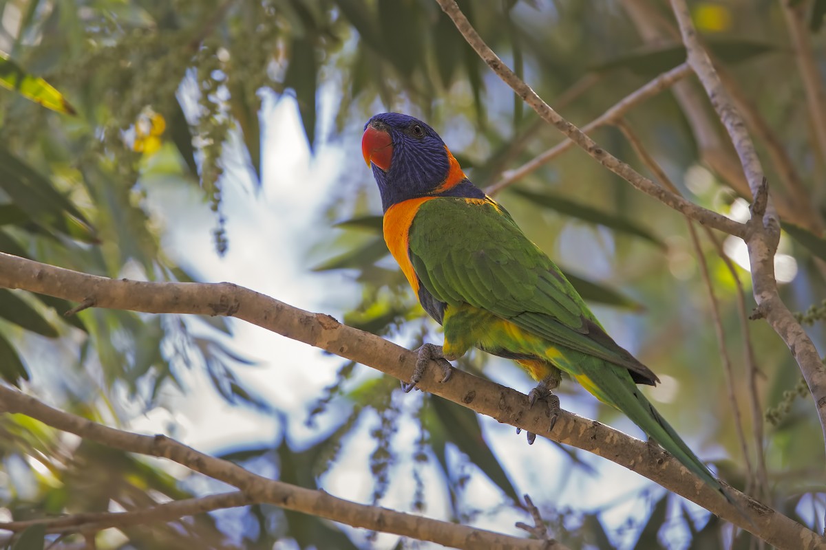 Red-collared Lorikeet - ML198243501