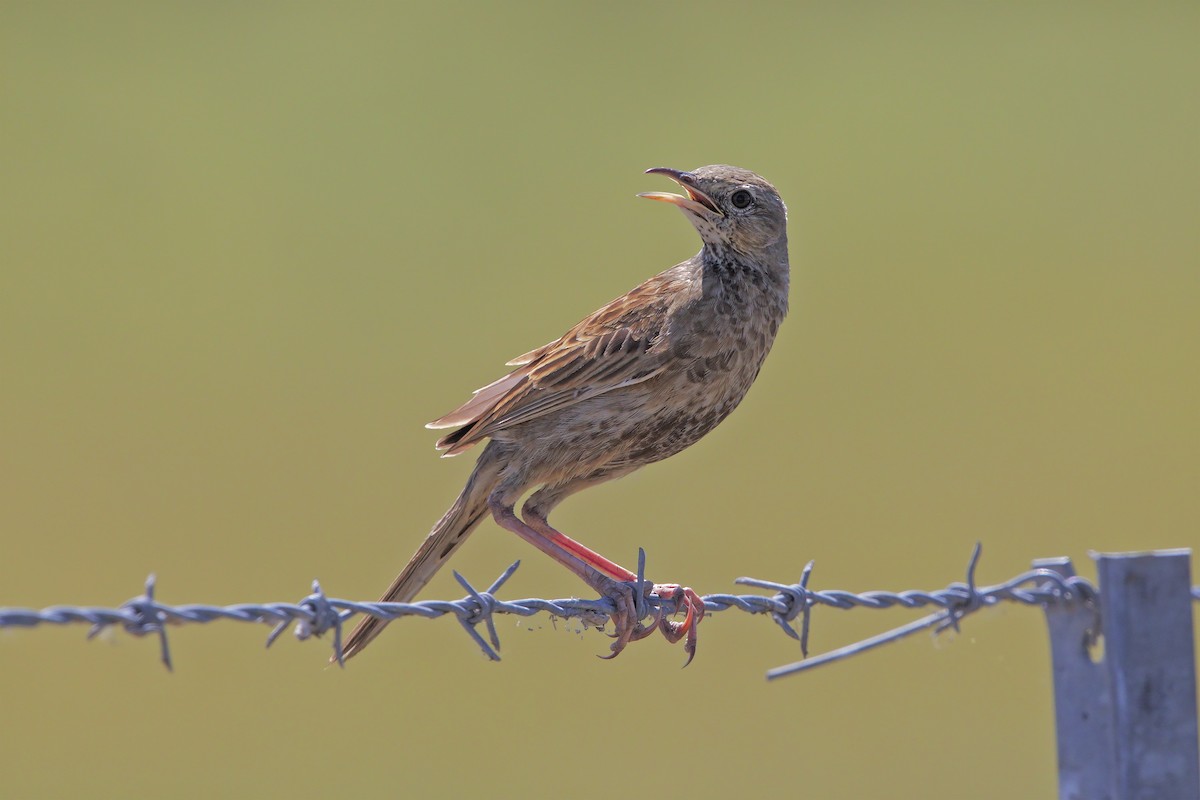 Brown Songlark - Marco Valentini