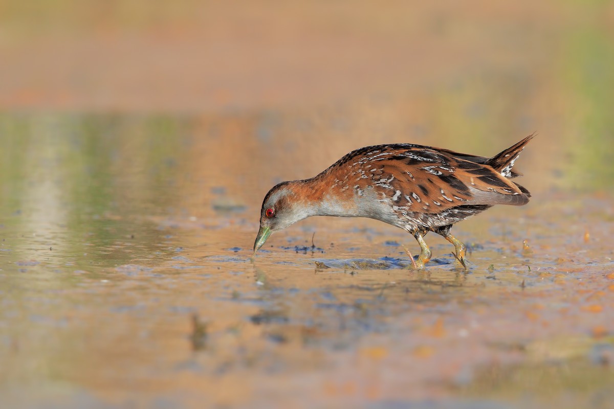 Baillon's Crake - ML198244301