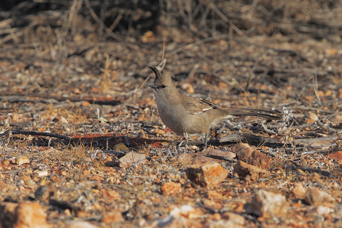 Chiming Wedgebill - ML198244331