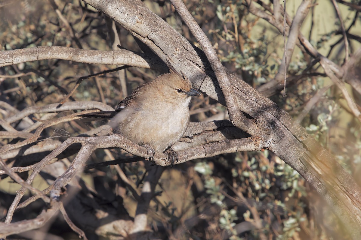 Chiming Wedgebill - ML198244341