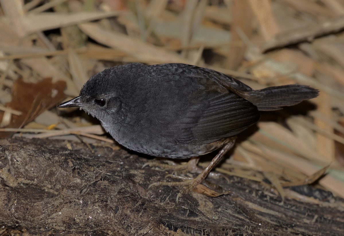 Caracas Tapaculo - ML198245971