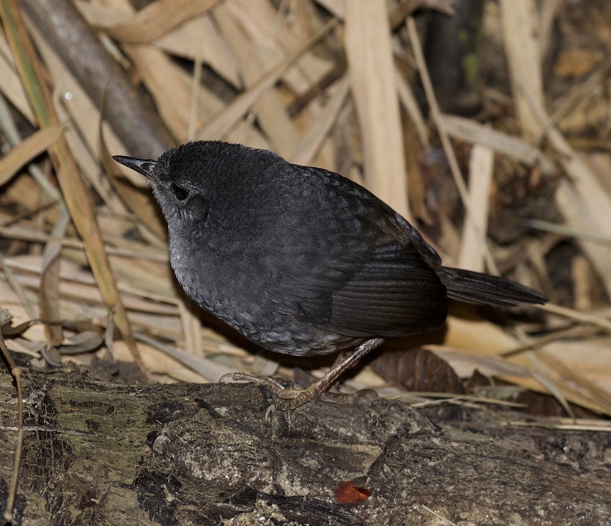 Caracas Tapaculo - David Ascanio