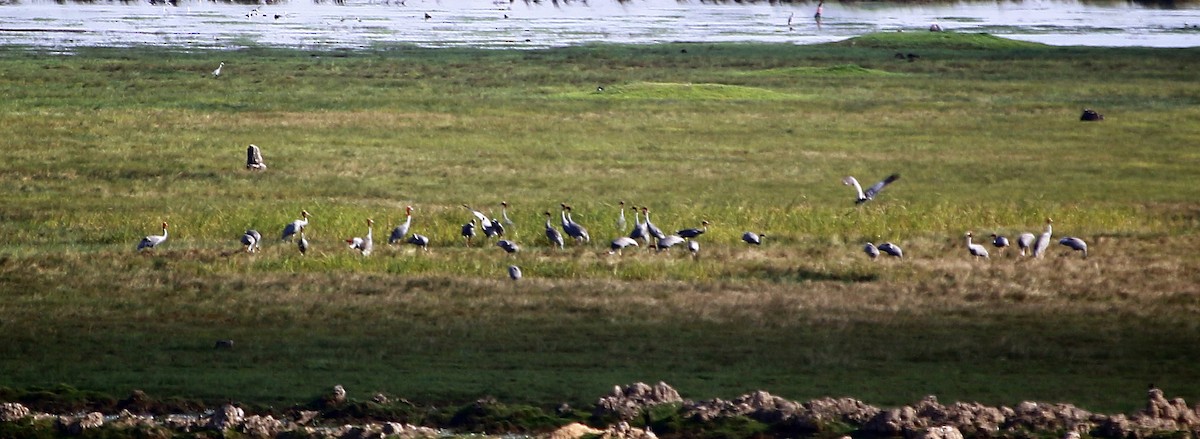 Grulla Sarus - ML198246191