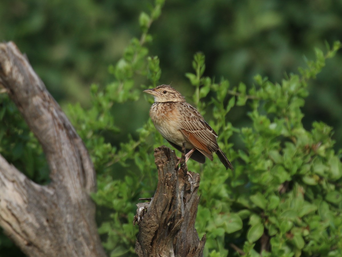 Red-winged Lark - ML198247251