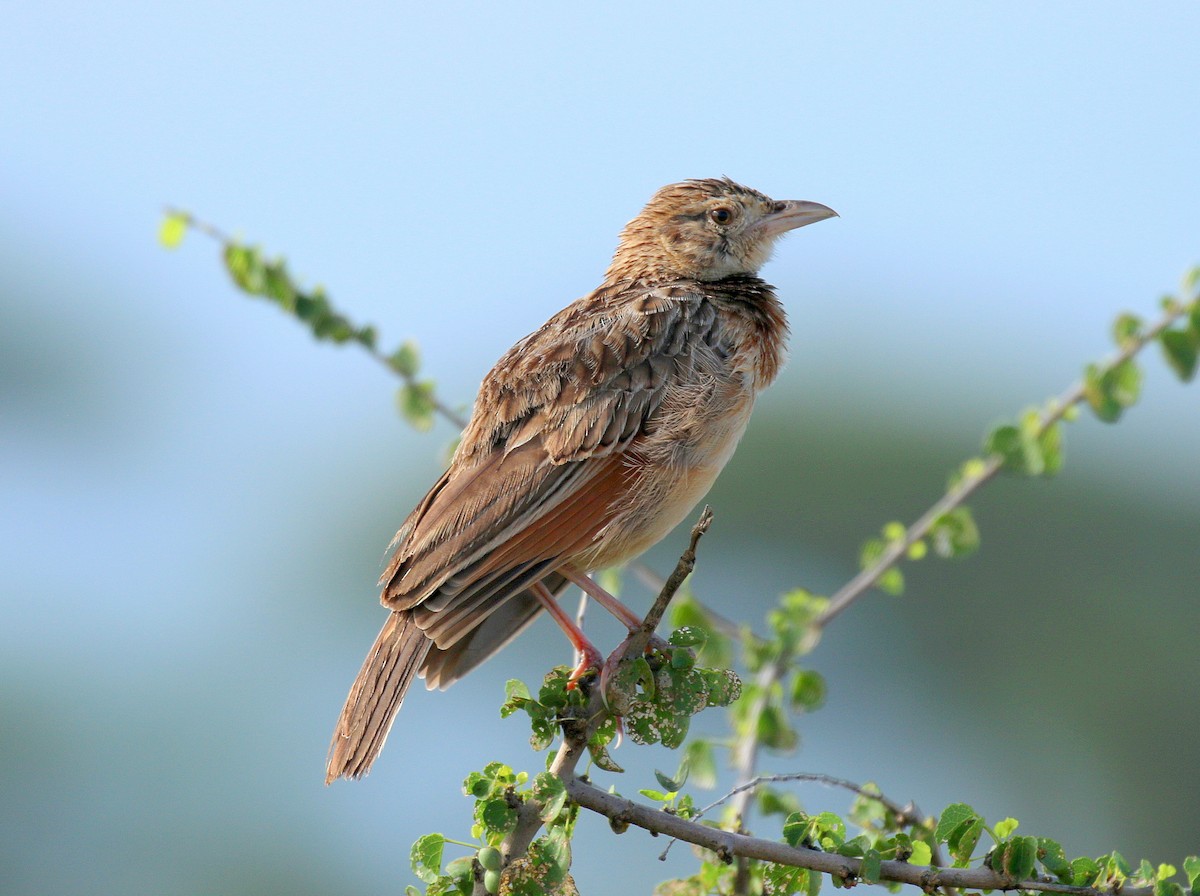 Red-winged Lark - ML198247471