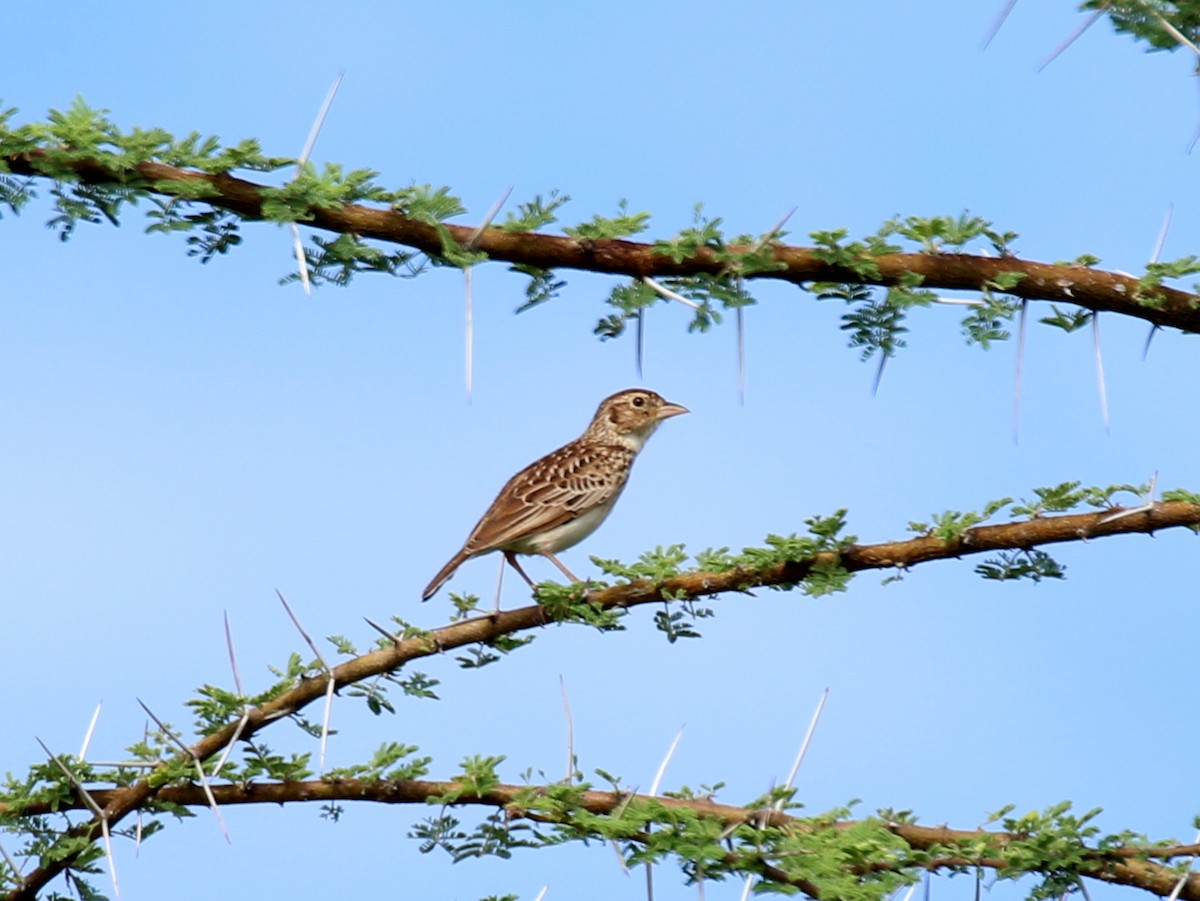 Friedmann's Lark - David Lambeth