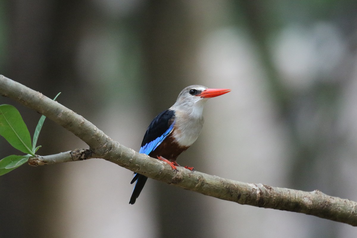 Gray-headed Kingfisher - ML198250321