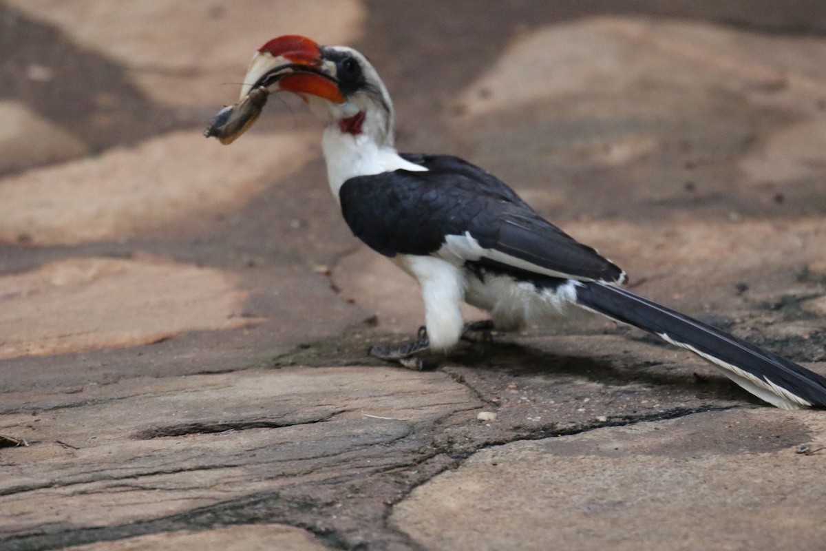 Von der Decken's Hornbill - ML198250331