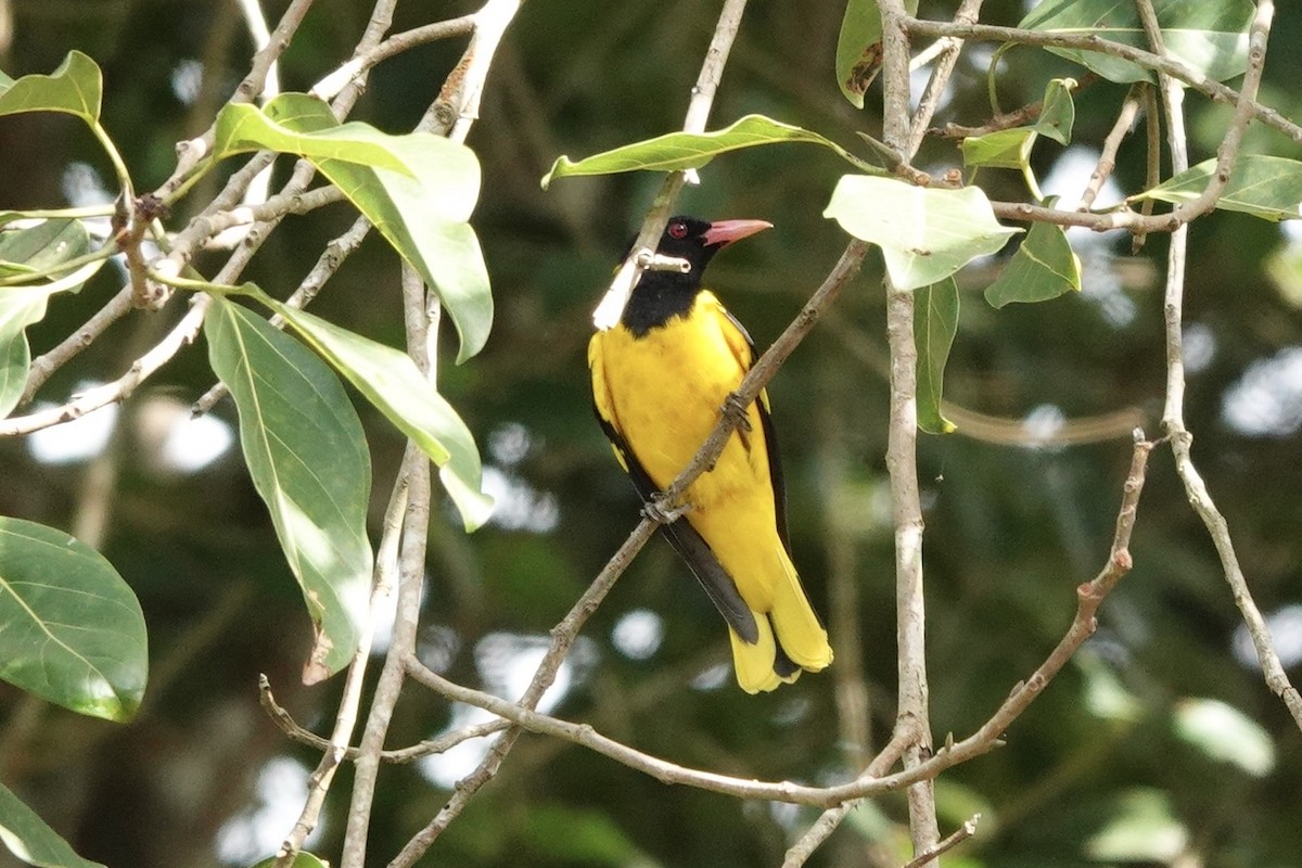 Black-hooded Oriole - ML198251931