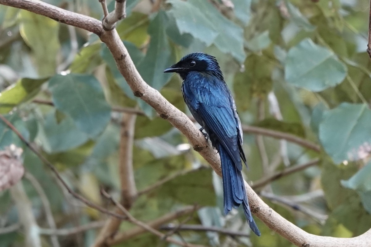 Bronzed Drongo - Kathryn Young