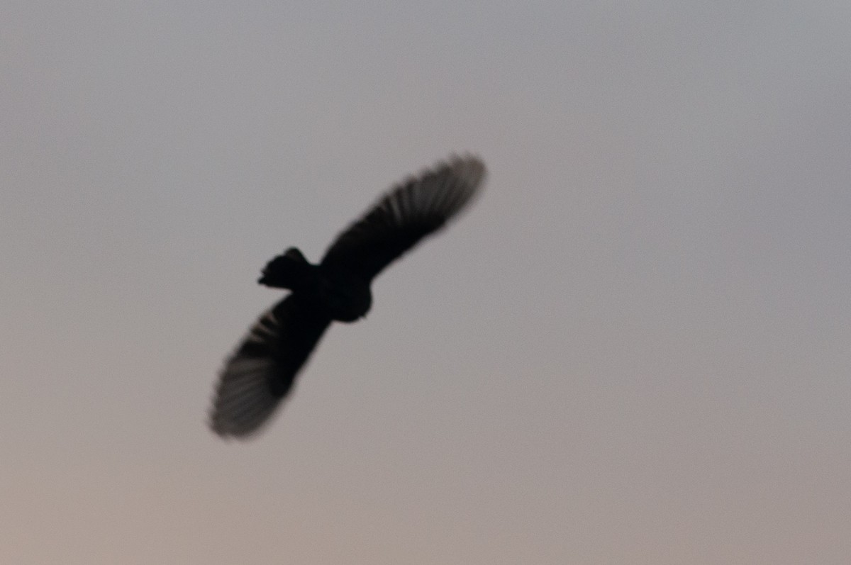 Caroline Islands Swiftlet - Charles Thomas