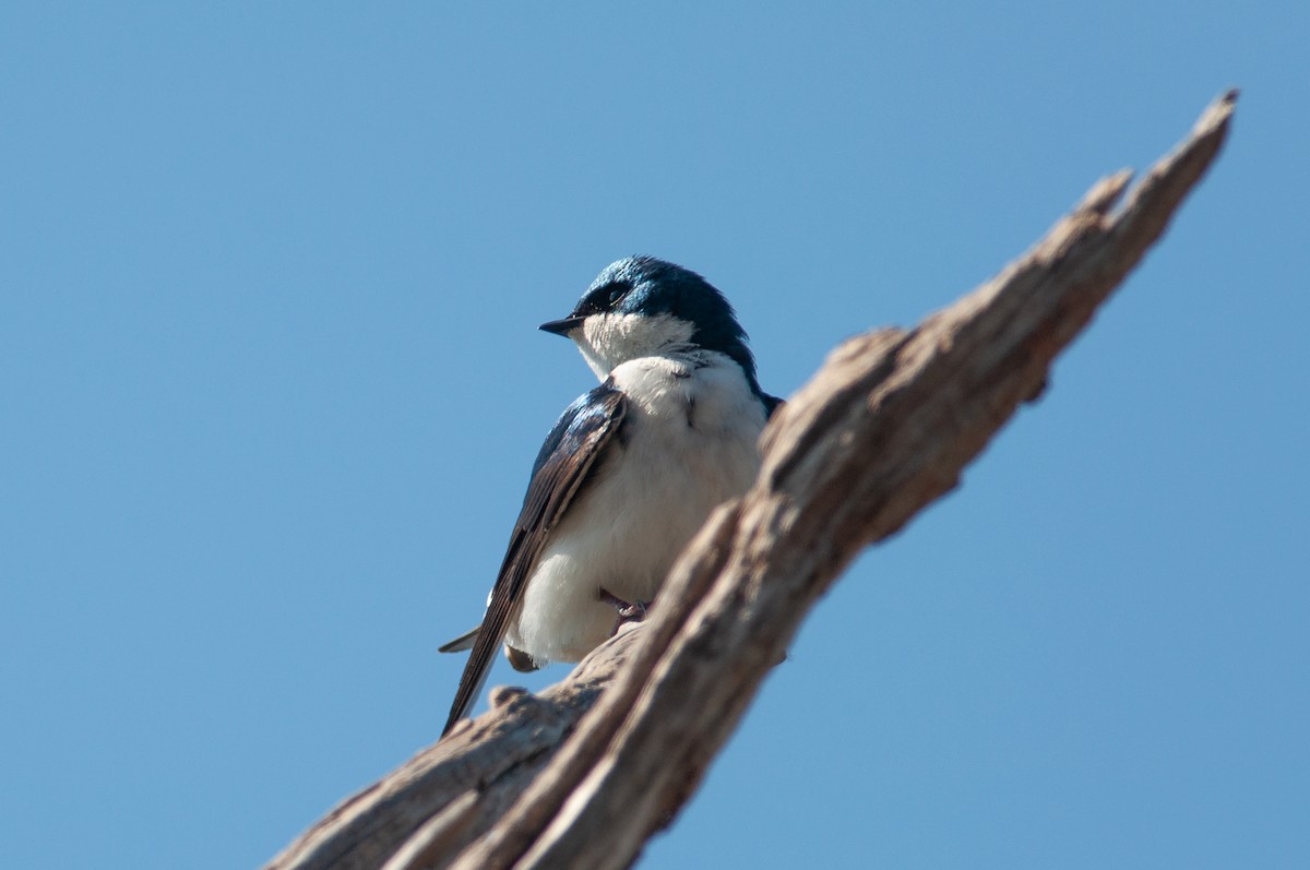 Tree Swallow - Charles Thomas