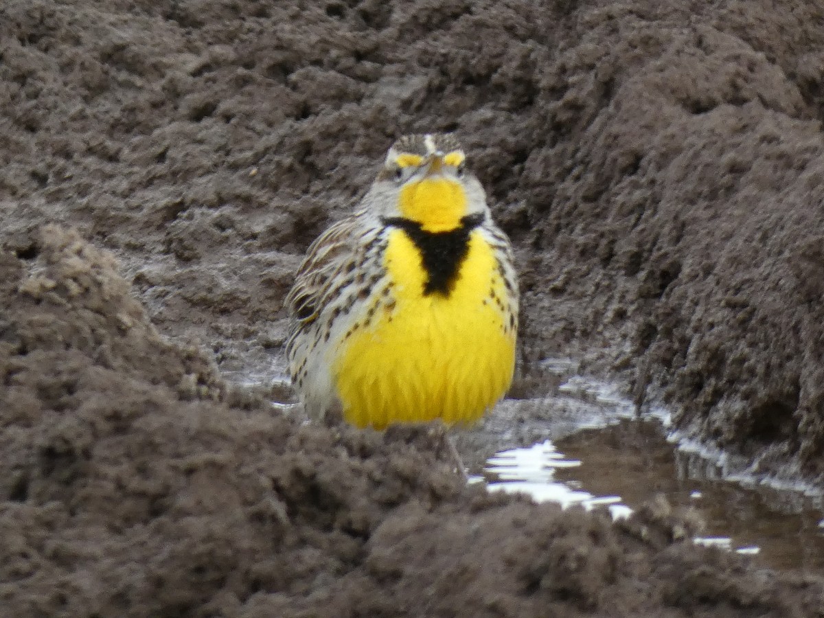 Western Meadowlark - ML198253901