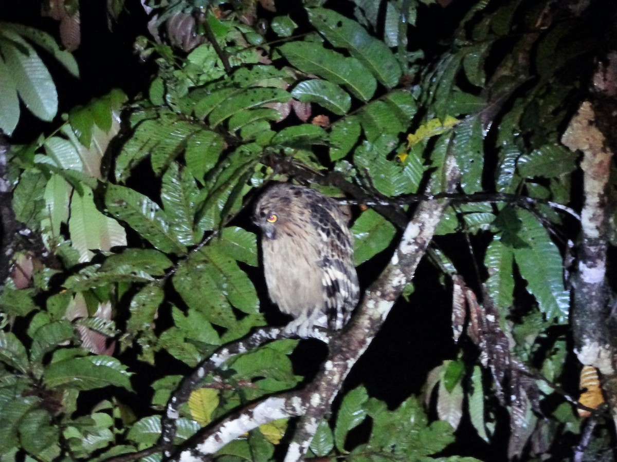 Buffy Fish-Owl - ML198256051