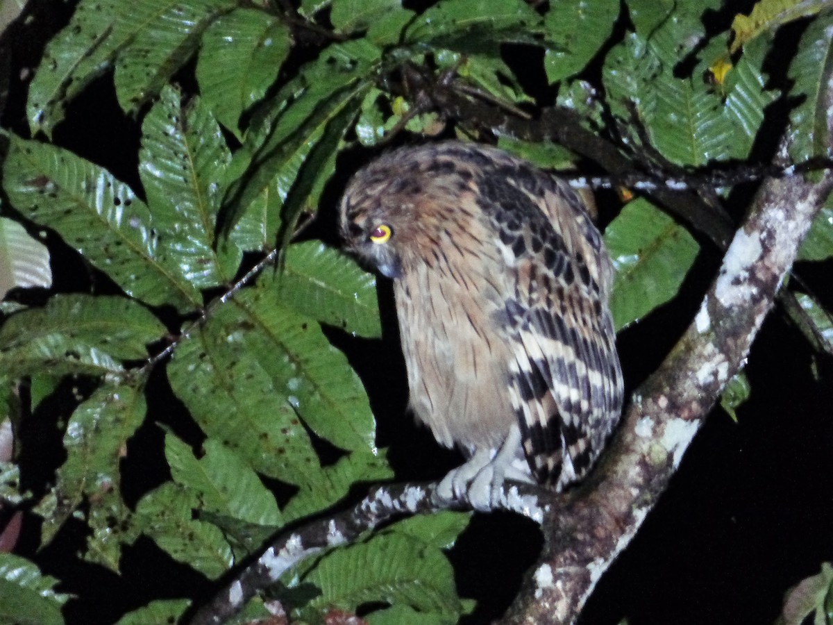 Buffy Fish-Owl - ML198256061