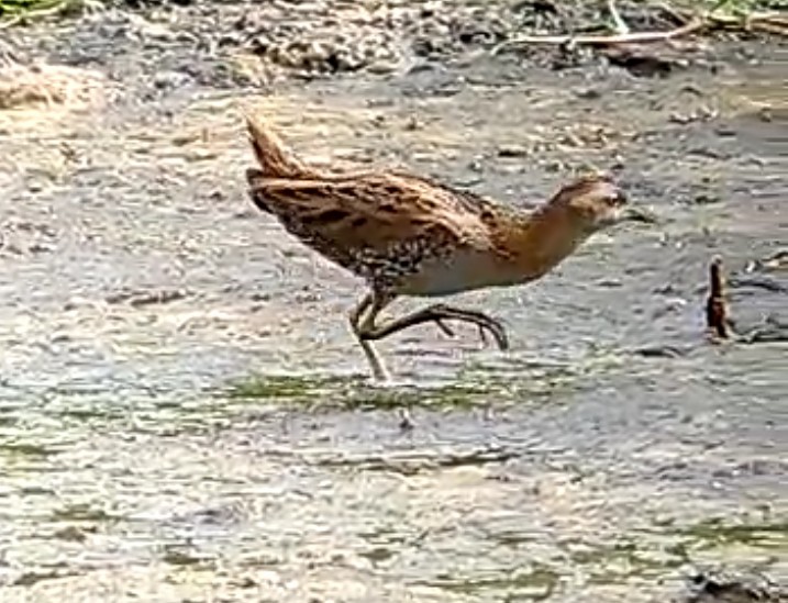 chřástal nejmenší (ssp. pusilla) - ML198256841