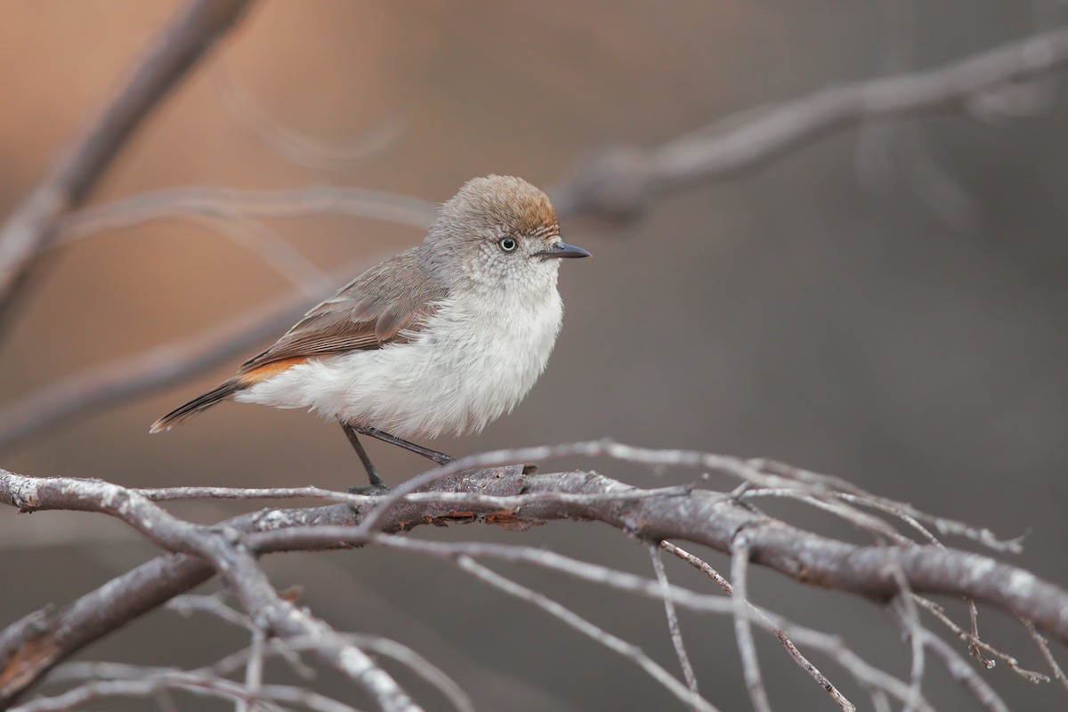 Chestnut-rumped Thornbill - ML198257081