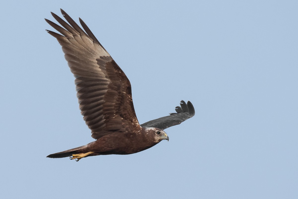 Eastern Marsh Harrier - ML198257511