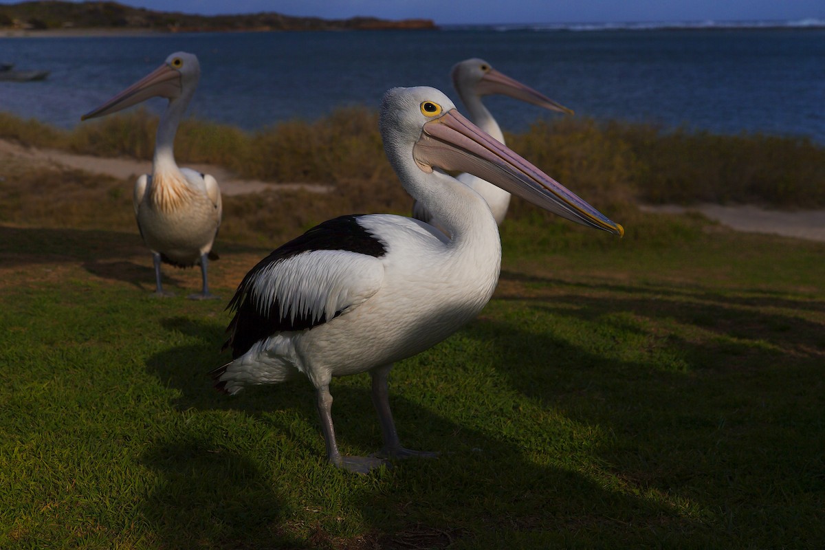 pelikán australský - ML198257691