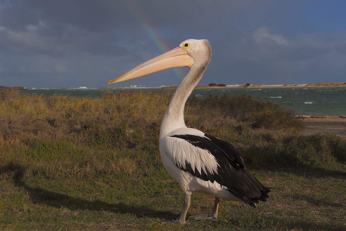 Australian Pelican - ML198257701