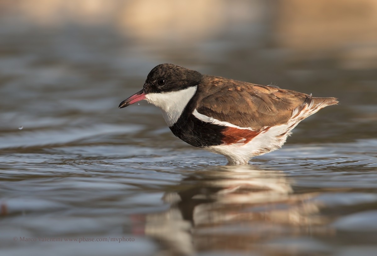 Chorlito Pechinegro - ML198260311