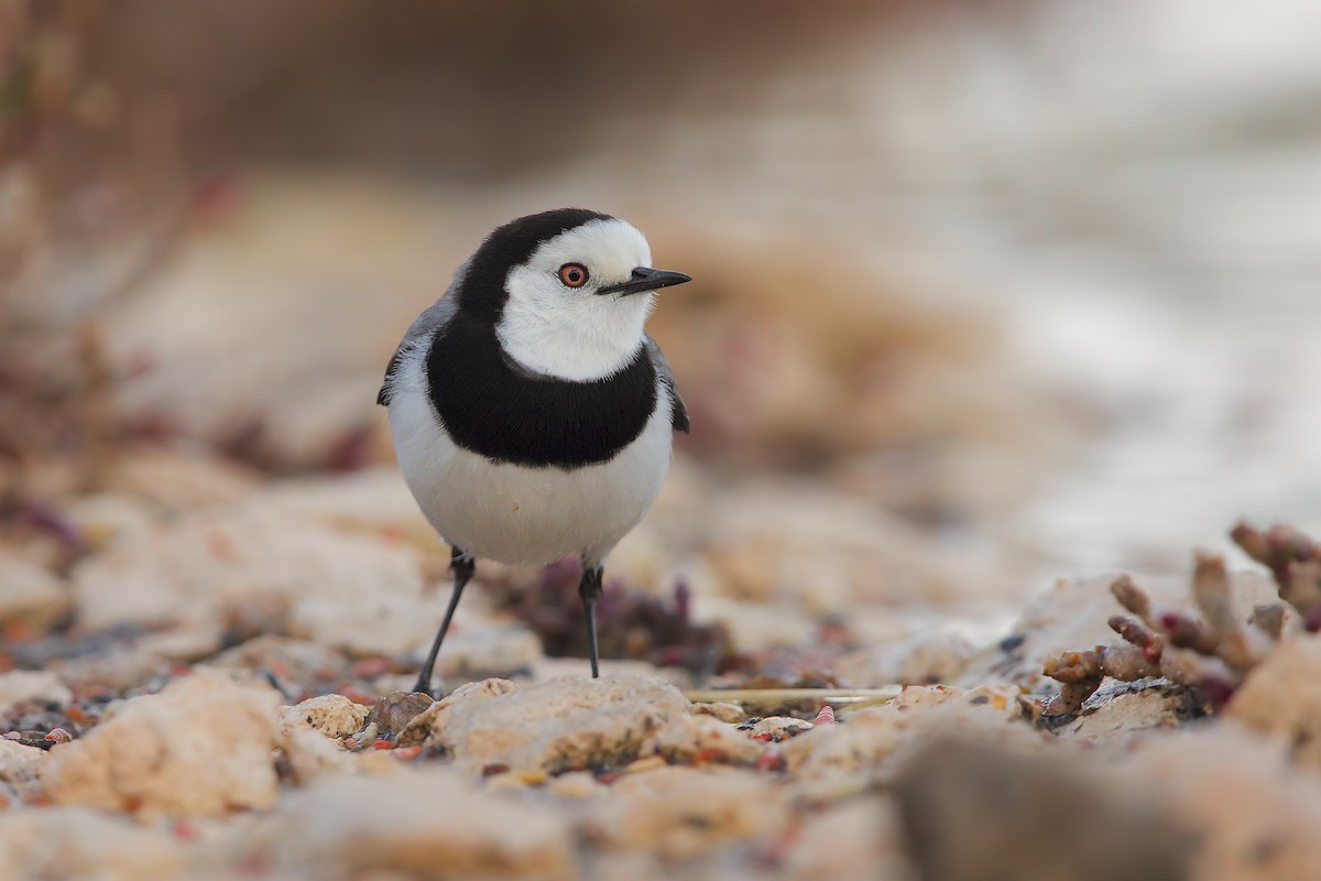 White-fronted Chat - Marco Valentini