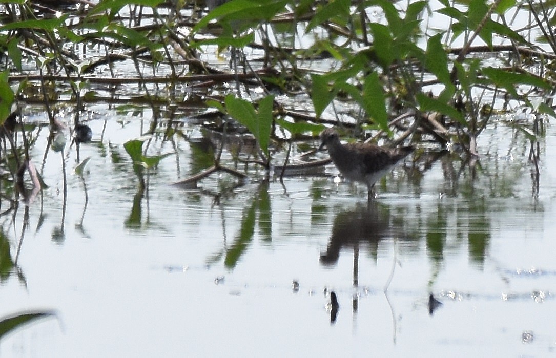 Temminck's Stint - Lukasz Pulawski