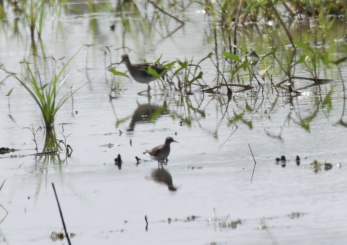 Temminck's Stint - ML198262051