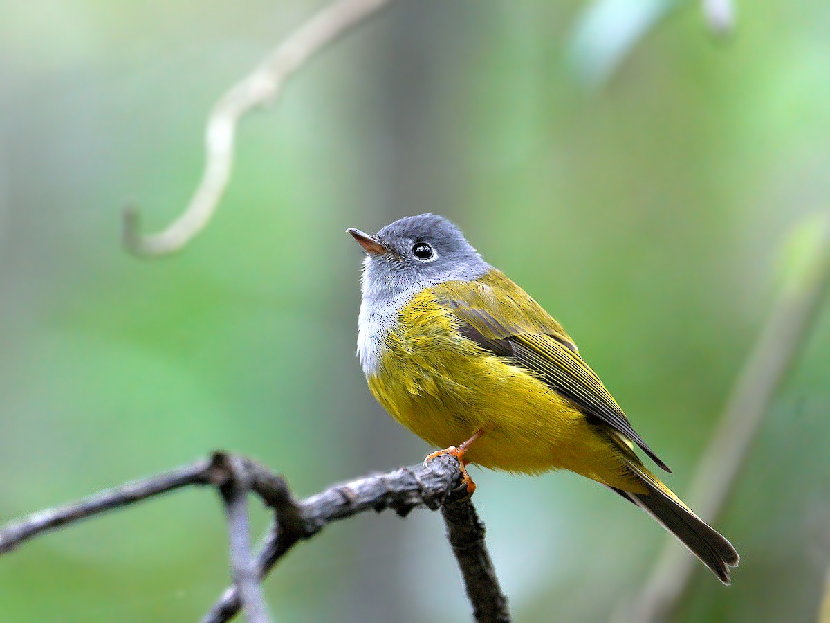 Gray-headed Canary-Flycatcher - Roman Lo