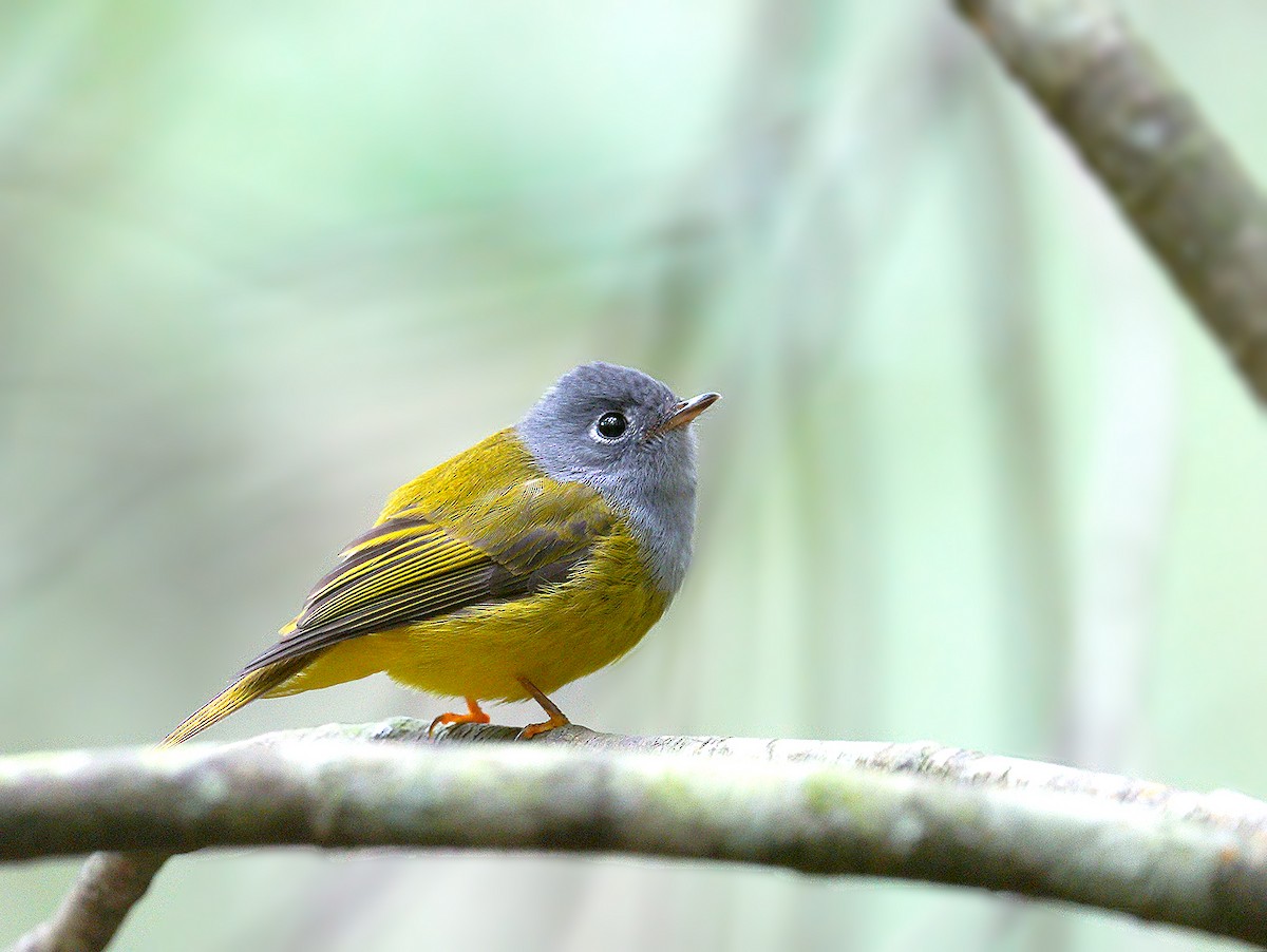 Gray-headed Canary-Flycatcher - ML198263411