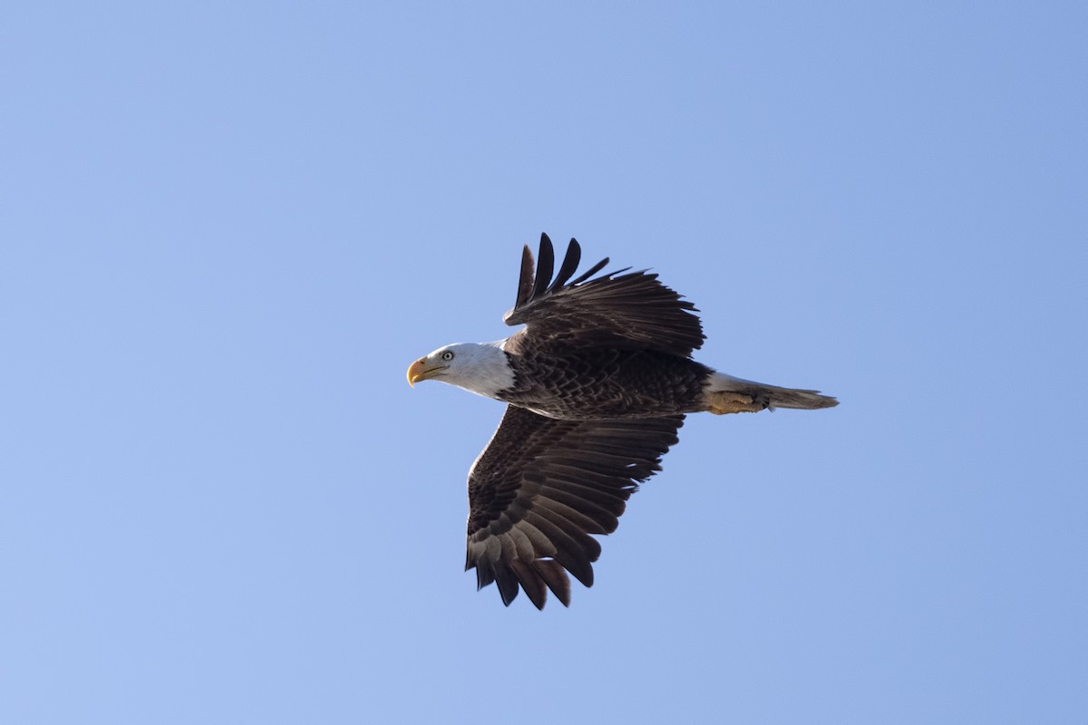 Bald Eagle - ML198264651