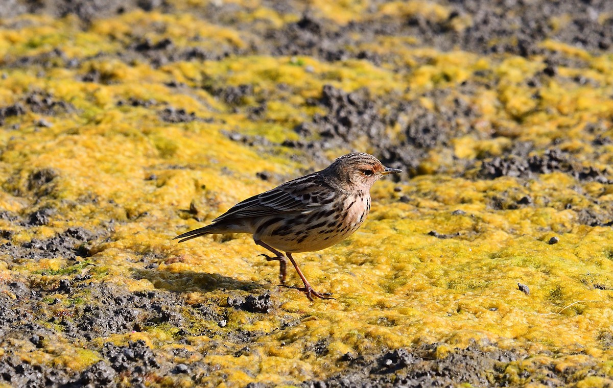 Red-throated Pipit - ML198264991