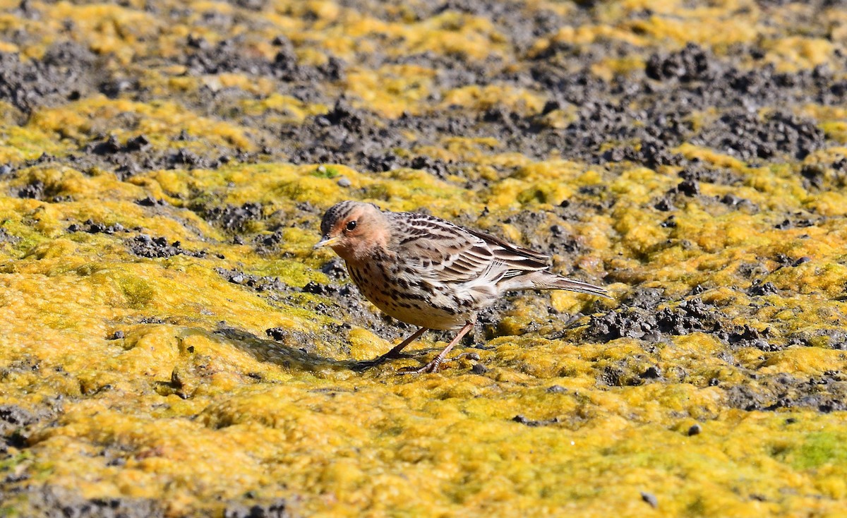 Red-throated Pipit - ML198265011