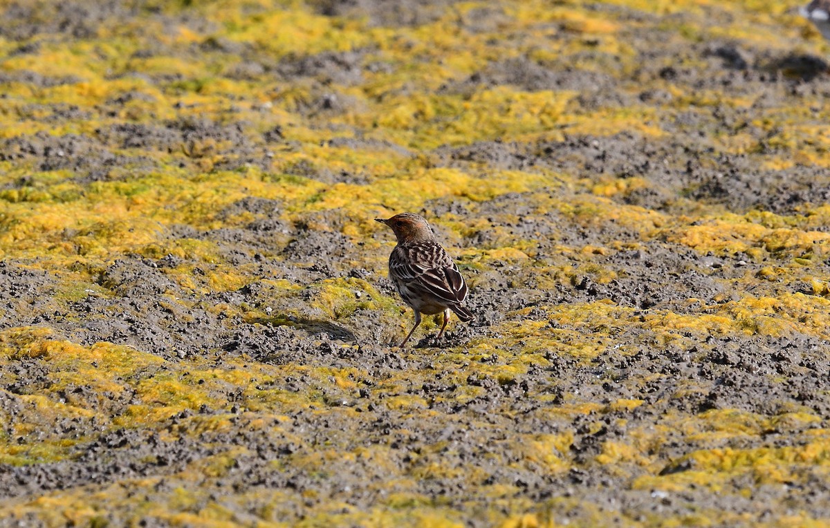 Red-throated Pipit - ML198265101