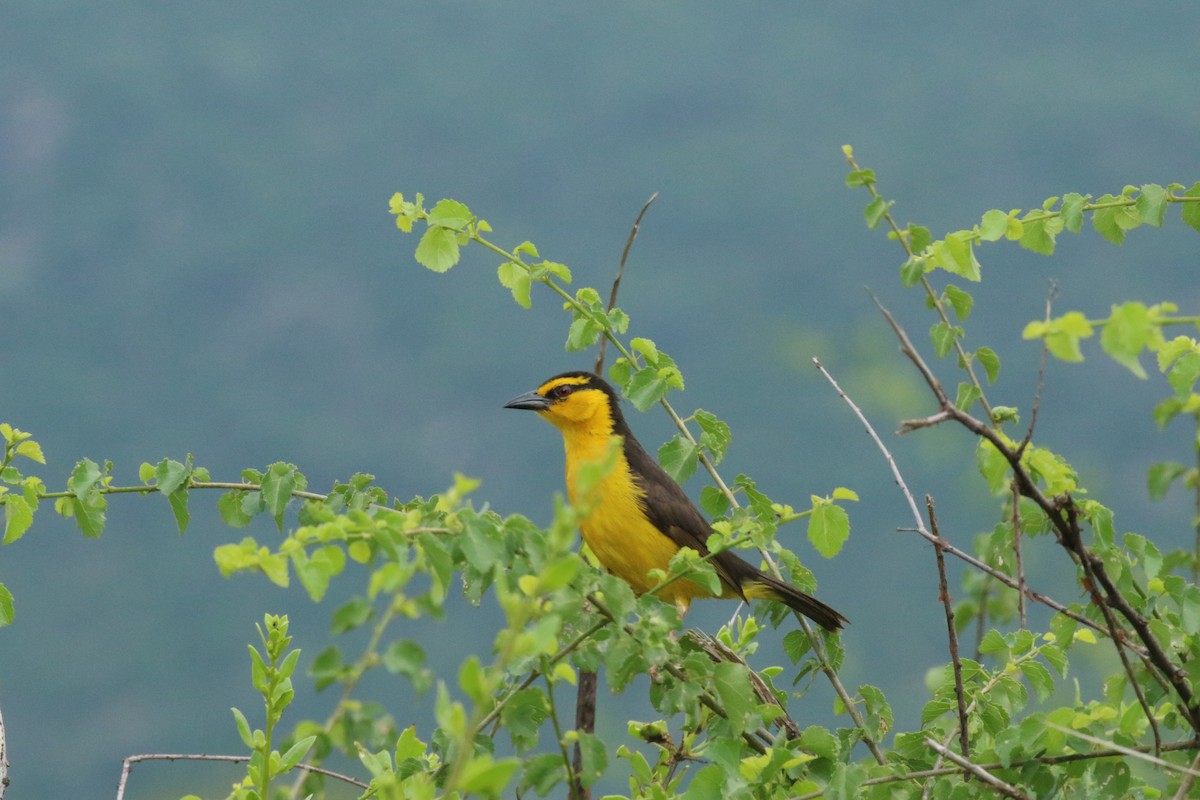 Black-necked Weaver - ML198265851