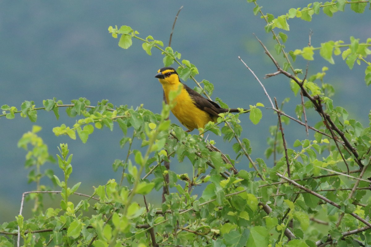 Black-necked Weaver - ML198265861