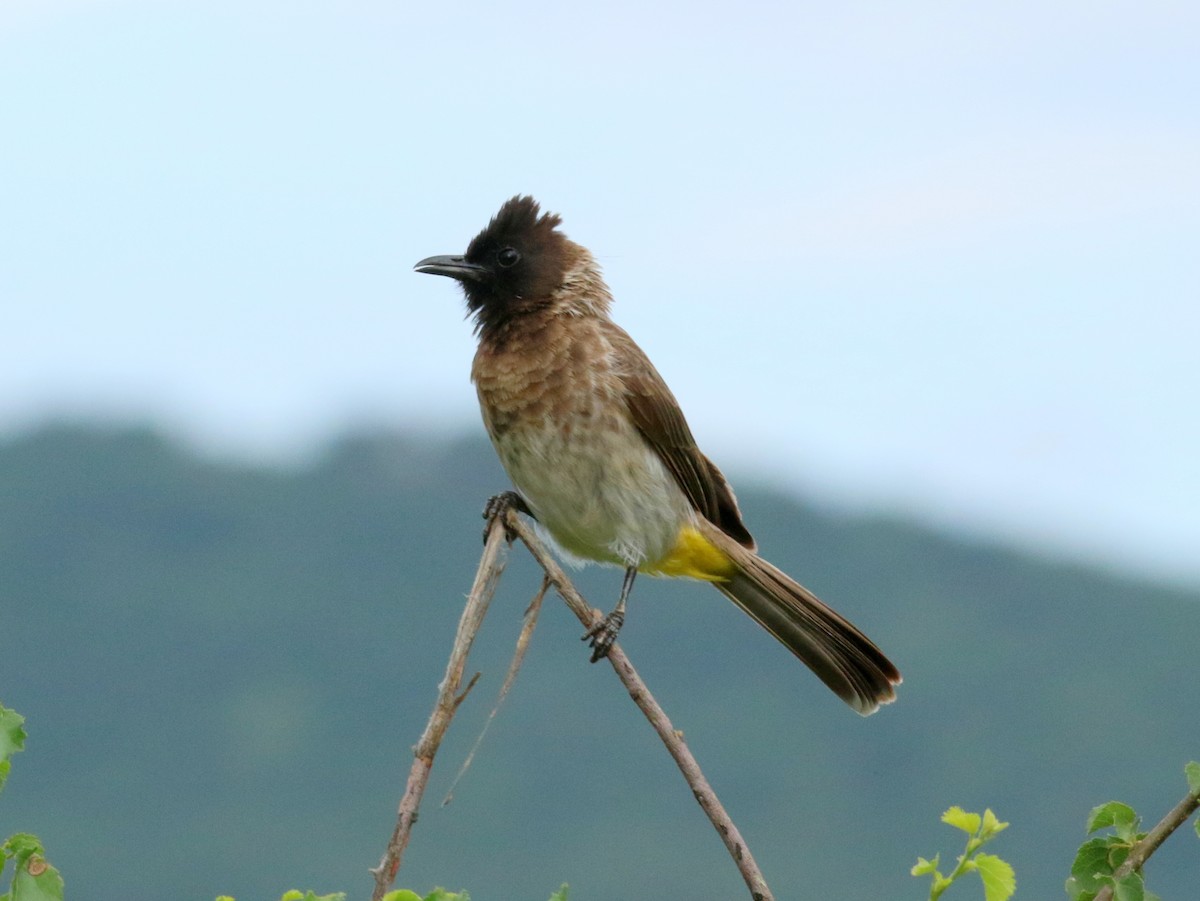 Bulbul Naranjero (dodsoni) - ML198266051