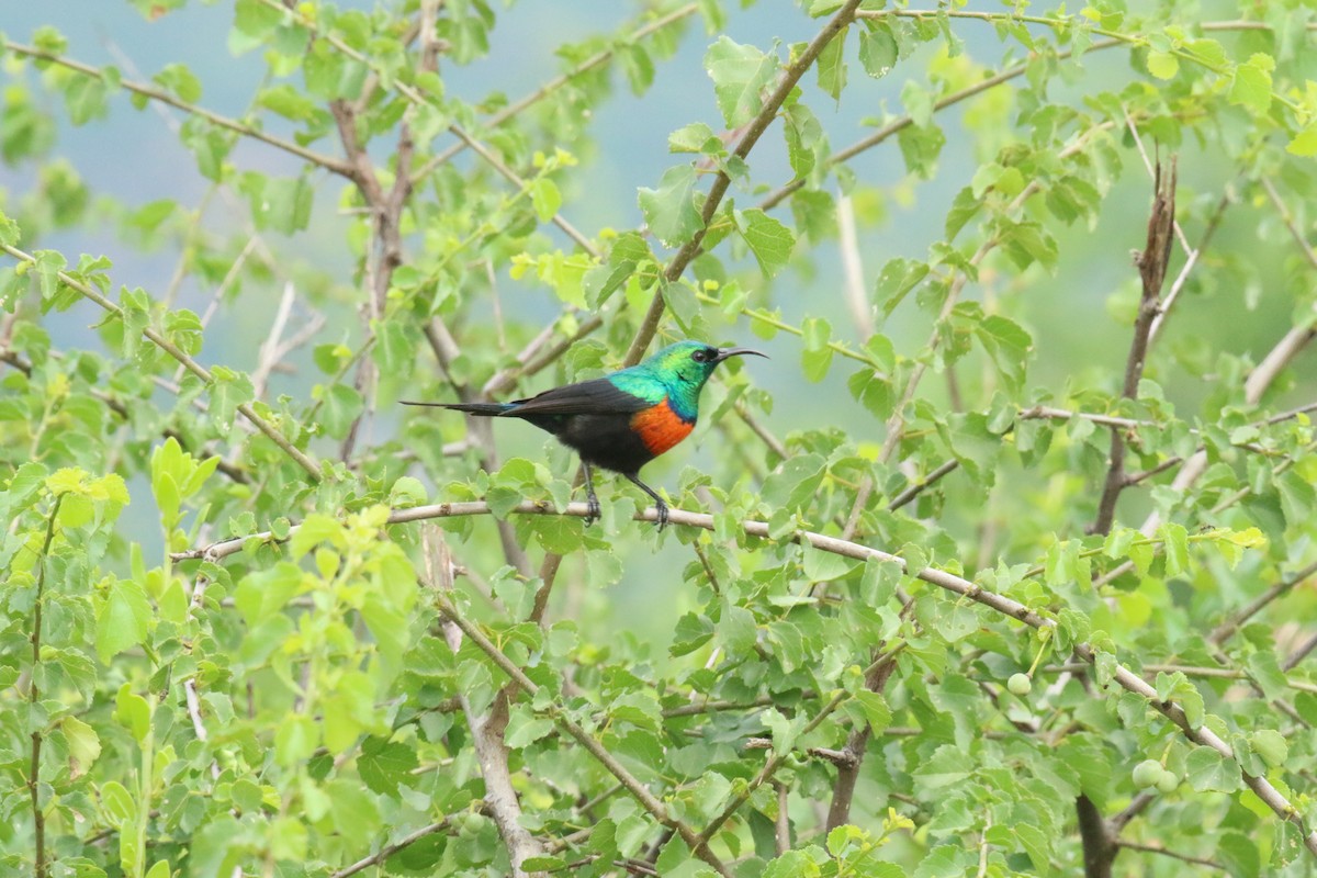 Black-bellied Sunbird - ML198266201