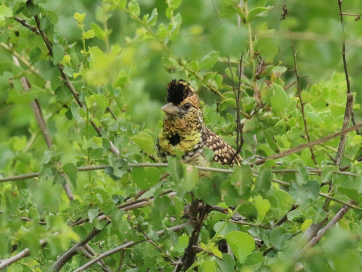 Ohrfleck-Bartvogel - ML198266581