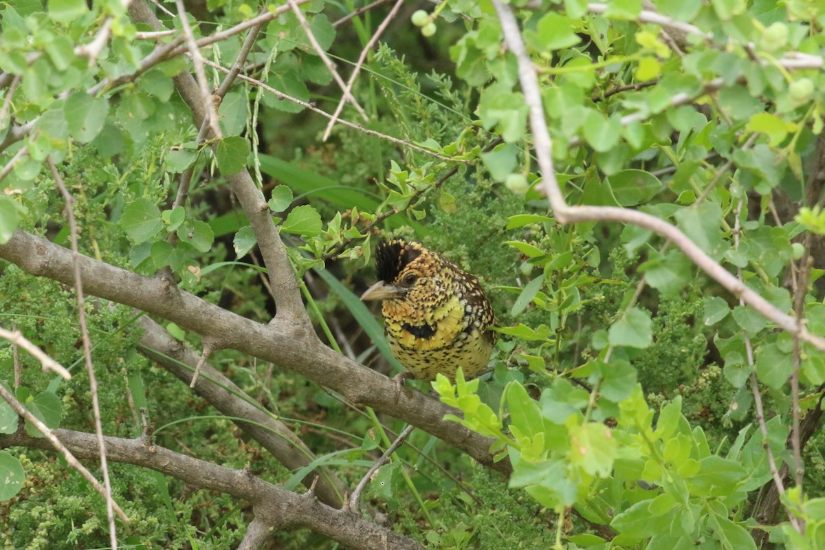 Ohrfleck-Bartvogel - ML198267111