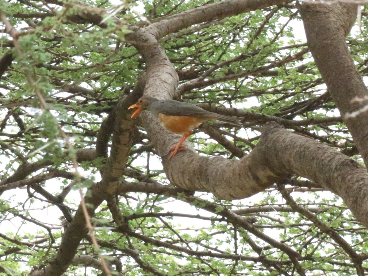 African Bare-eyed Thrush - ML198267291