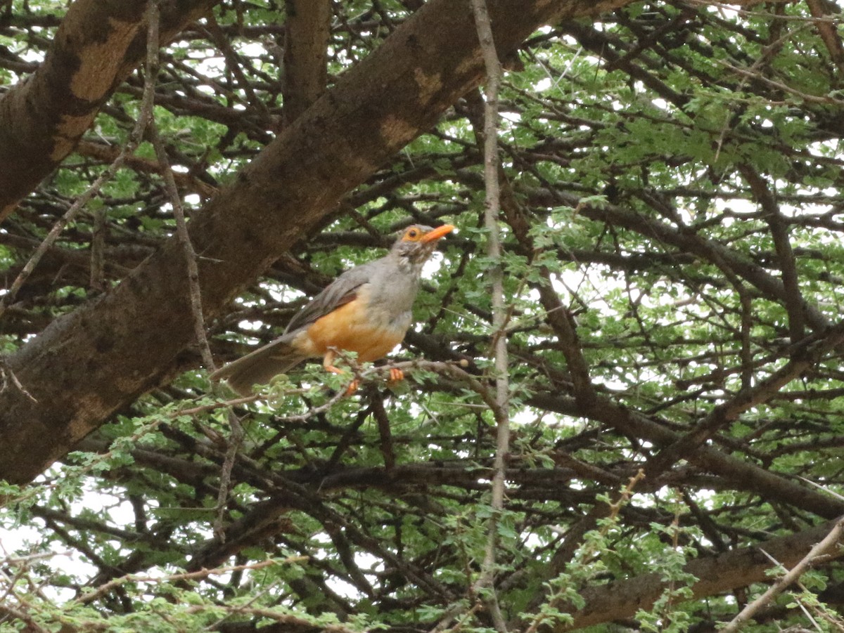 African Bare-eyed Thrush - ML198267301