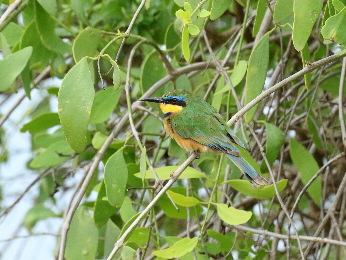 Little Bee-eater - ML198267341