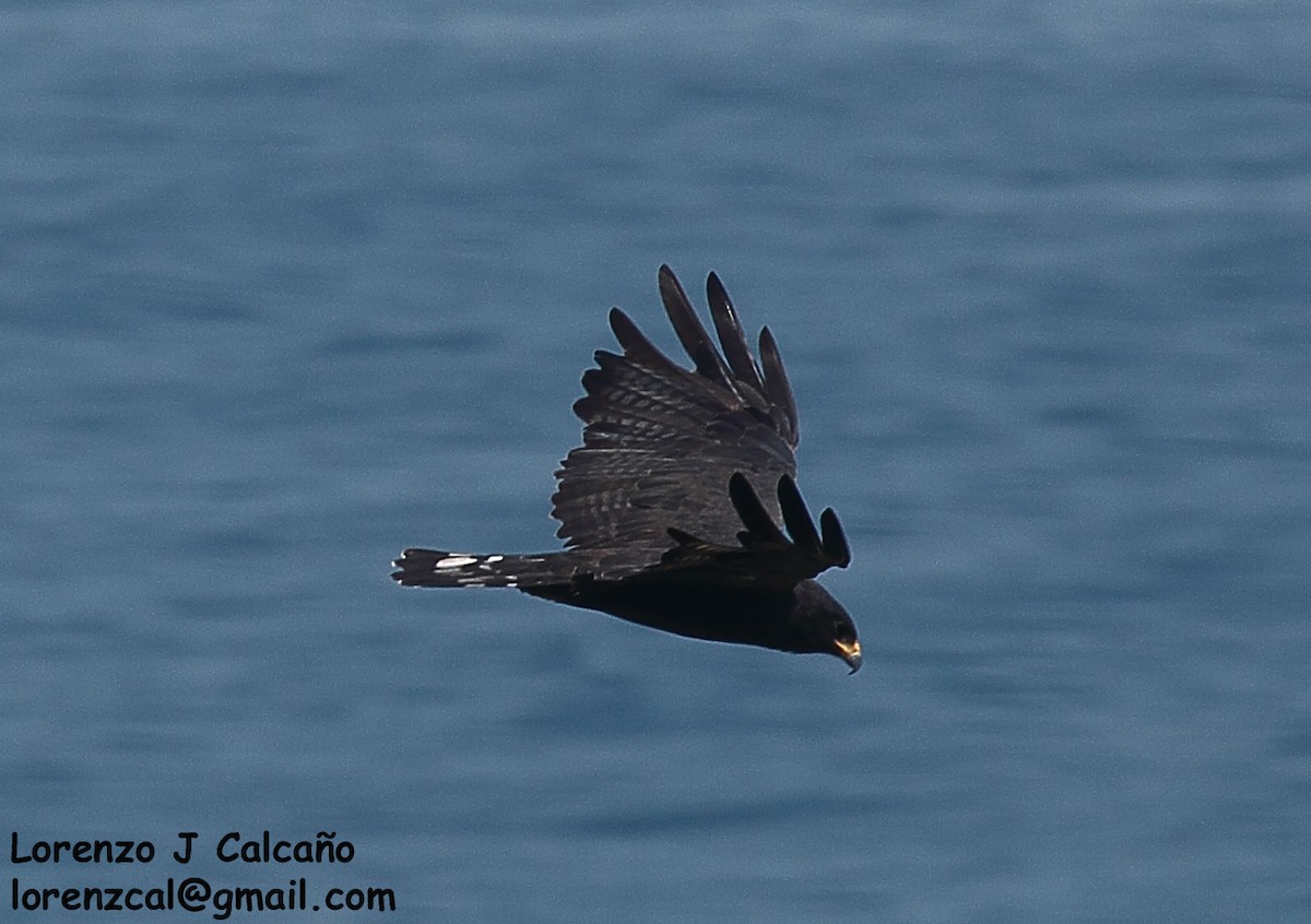 Zone-tailed Hawk - Lorenzo Calcaño