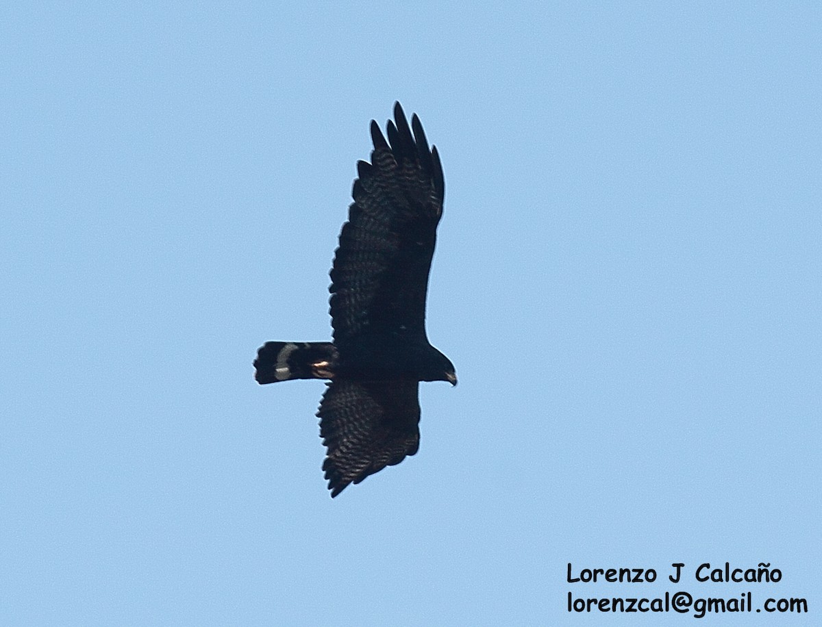 Zone-tailed Hawk - Lorenzo Calcaño