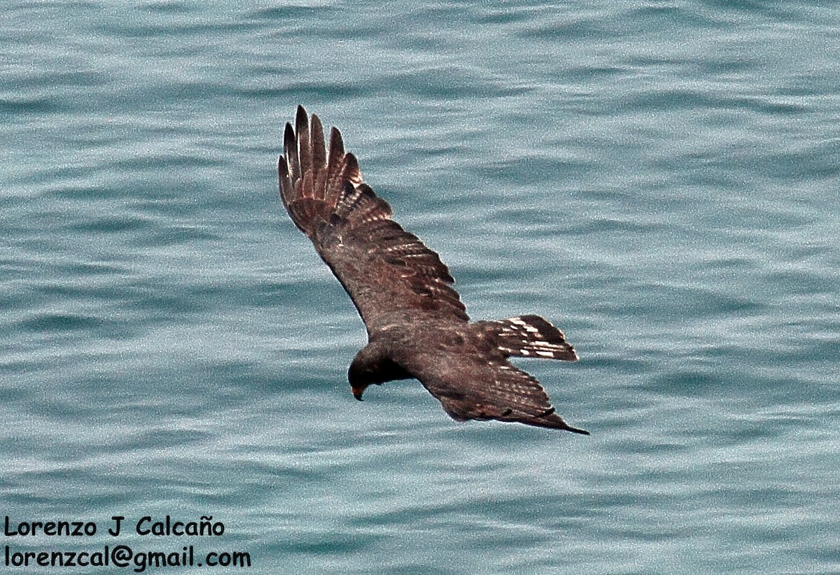 Zone-tailed Hawk - Lorenzo Calcaño