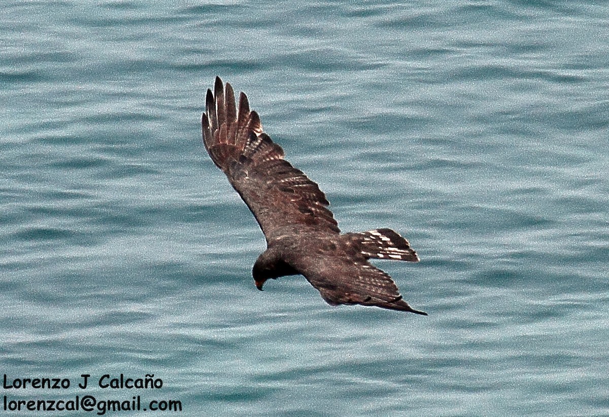 Rußbussard - ML198267451