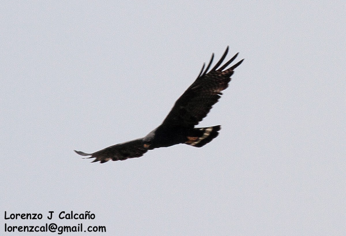 Zone-tailed Hawk - Lorenzo Calcaño